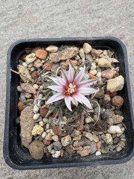 Preview: Turbinicarpus sanchez mejoradae